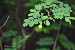 Ormocarpum cochinchinense